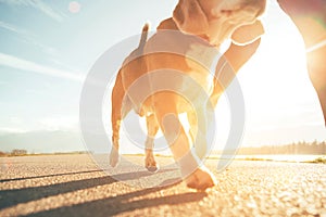 Running dog paws and man legs close up image on sunny day