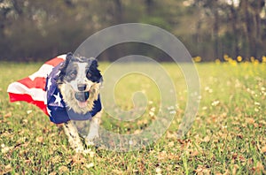 Running dog playing ball outside wearing an american flag cape