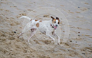 Running dog portrait