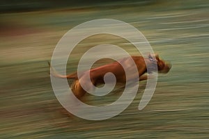 Running dog. Rhodesian Ridgeback in motion.