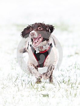 Running dog in snow