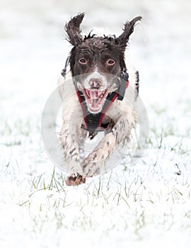 Running dog in snow