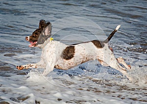 Running dog in surf