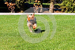 Running dog. Yorkshire terrier