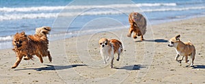 Running dogs on the beach