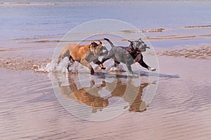 Running dogs on beach with water reflection