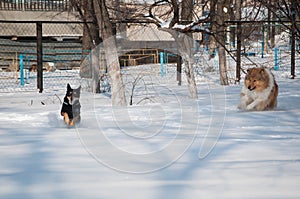 Running dogs collie play in winter outdoor. collie dog playing in snowy winter. playful collie dogs