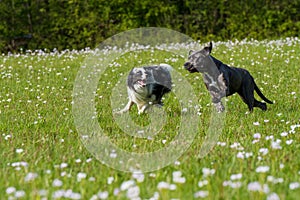 Running dogs in a flower meadow