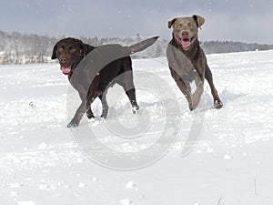 Running dogs Labrador Retriever