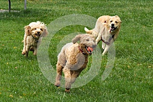 Running Dogs photo