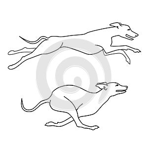 Running dogs whippet breed, two poses