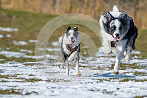 Running dogs in winter landscape
