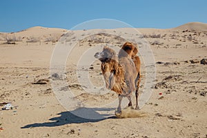 Running domestic brown bactrian two-humped camel in desert of Kazakhstan