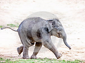 Running elephant calf