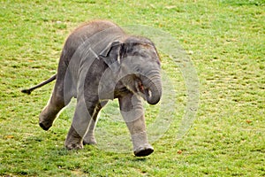 Running elephant calf