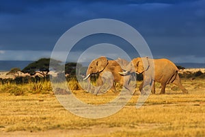 Running Elephants