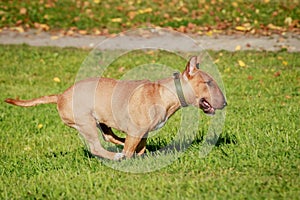 Running english miniature bull terrier