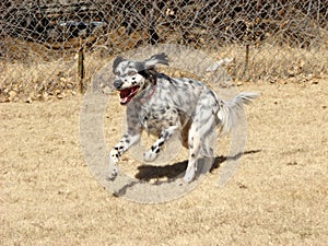 Running English Setter photo