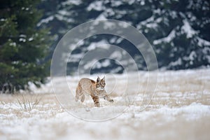 Running eurasian lynx cub on snowy ground with forest in background