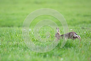 Running European hares