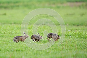 Running European hares photo