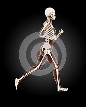 Running female medical skeleton