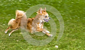 Running flame-red chihuahua photo