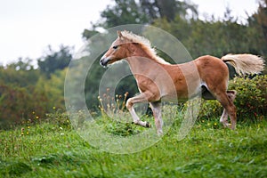 The running foal