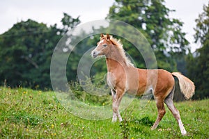 The running foal