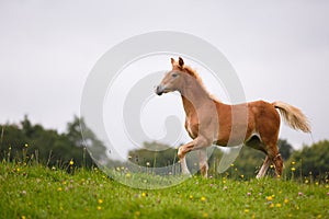 The running foal