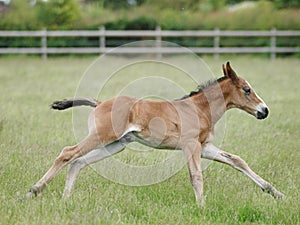 Running Foal