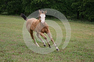 Running Foal