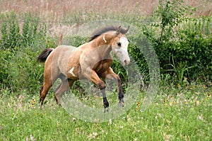 Running Foal