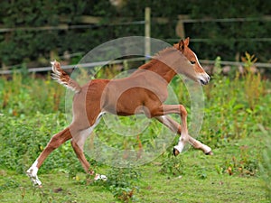 Running Foal