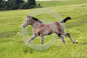 Running foal