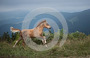 Running foal