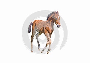 Running foal brown color isolated