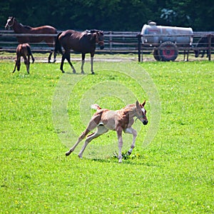 Running foal