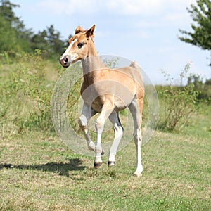 Running foal on pasturage