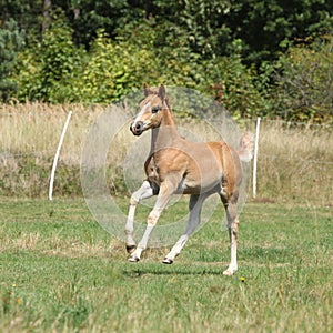 Running foal on pasturage