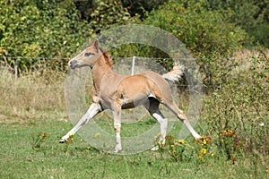 Running foal on pasturage