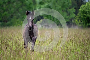 Running foal in spring meadow, black horse