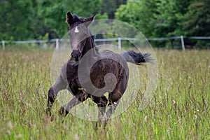 Running foal in spring meadow, black horse