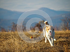 Running fox terrier