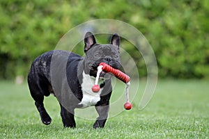 Running Frenchy bulldog photo