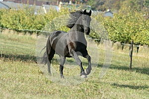 Running Friesian horse