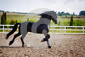 Running frisian horse