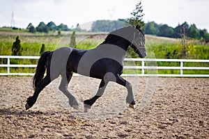 Running frisian horse