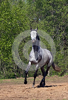 Running at full gallop