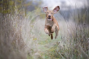 Running funny hunter dog in autumn